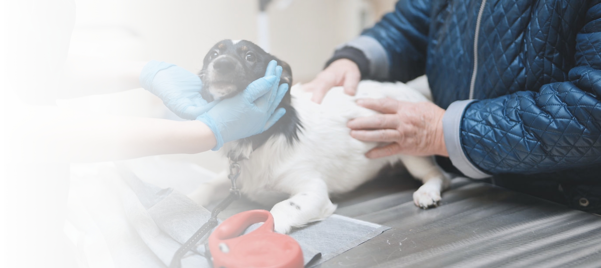 Emergency and walk-in welcome during clinic hours.