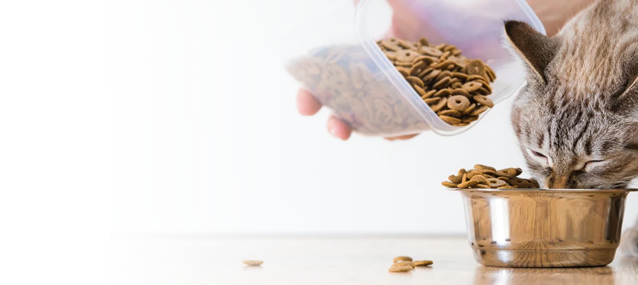 Order Pet Food with Tasty, Nutritious and Diet Options Available